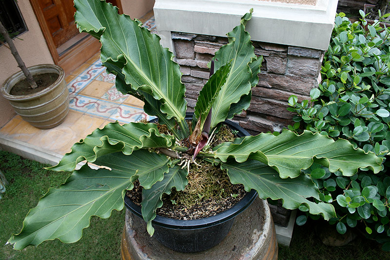 Hias Rumahmu dengan Tanaman Berdaun Lebar Ini!