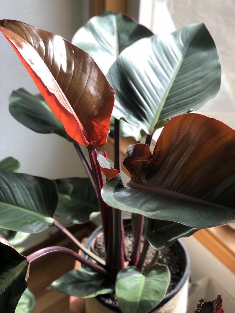 Hias Rumahmu dengan Tanaman Berdaun Lebar Ini!