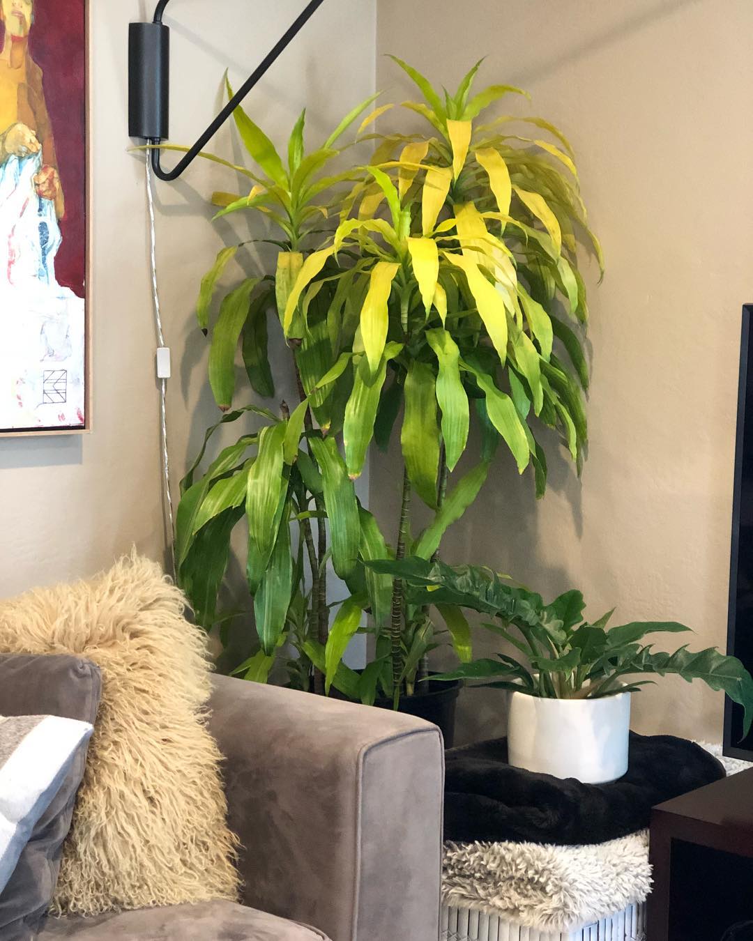 Ini dia! Prediksi Tren Tumbuhan di Tahun 2020