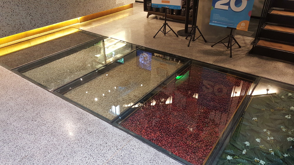 Fase perubahan kopi sebelum roasting