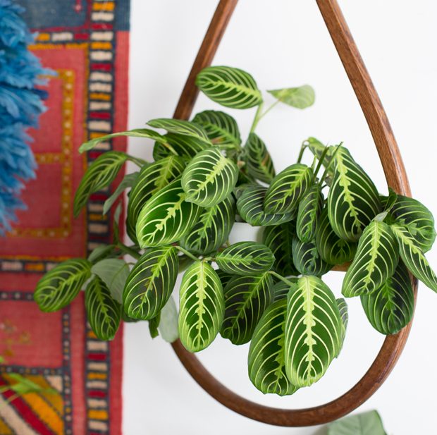 Ini dia! Prediksi Tren Tumbuhan di Tahun 2020