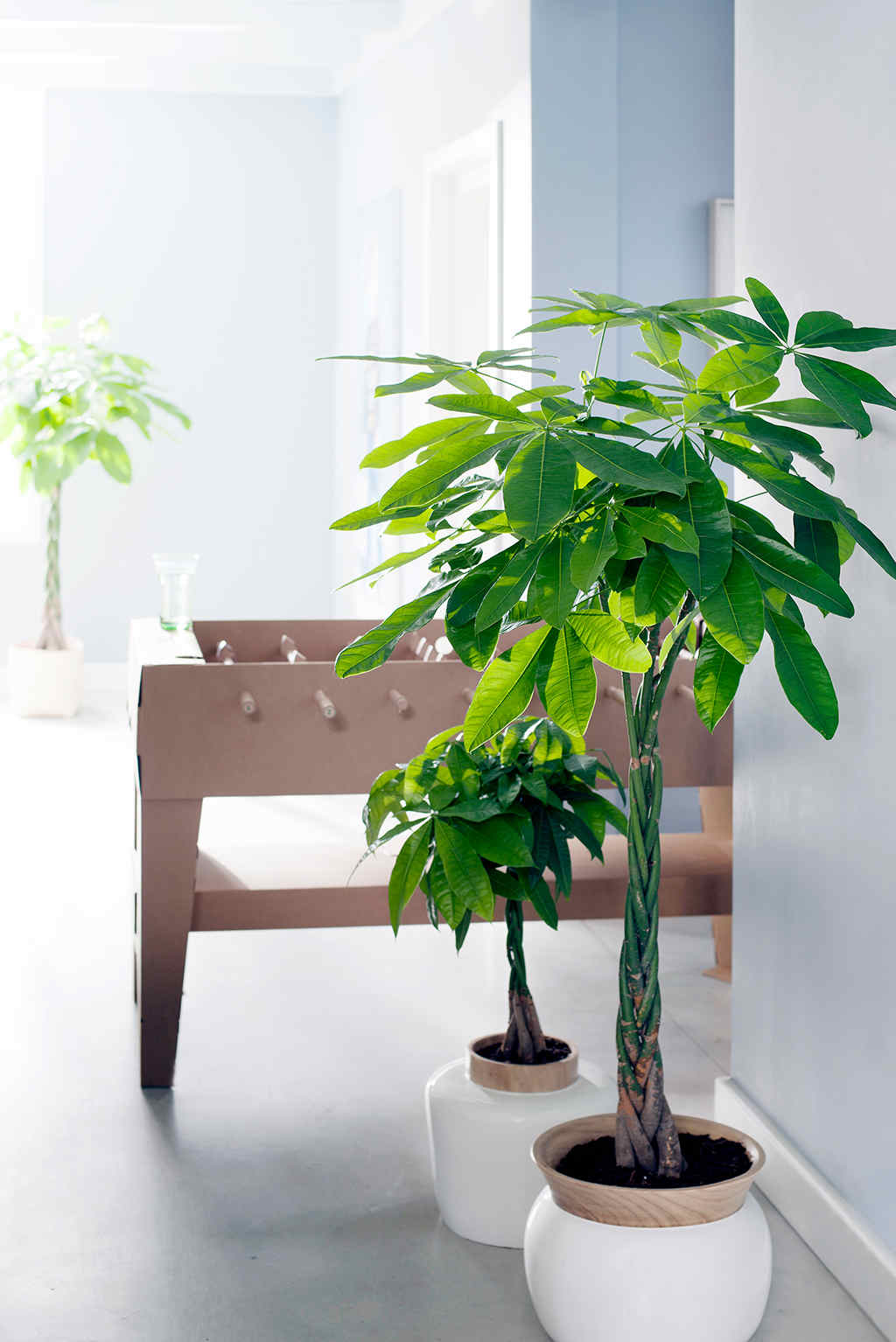 Manfaat Taman Indoor: Sudut Hijau di Dalam Rumah