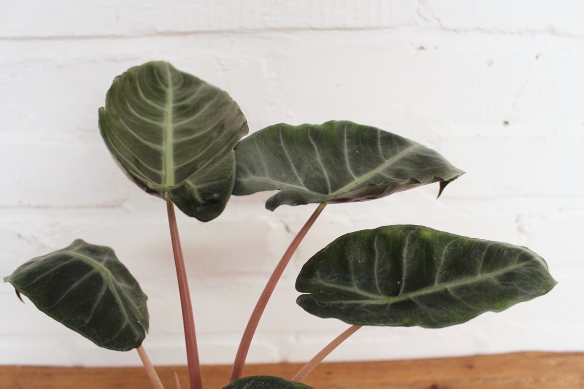 Ini dia! Prediksi Tren Tumbuhan di Tahun 2020