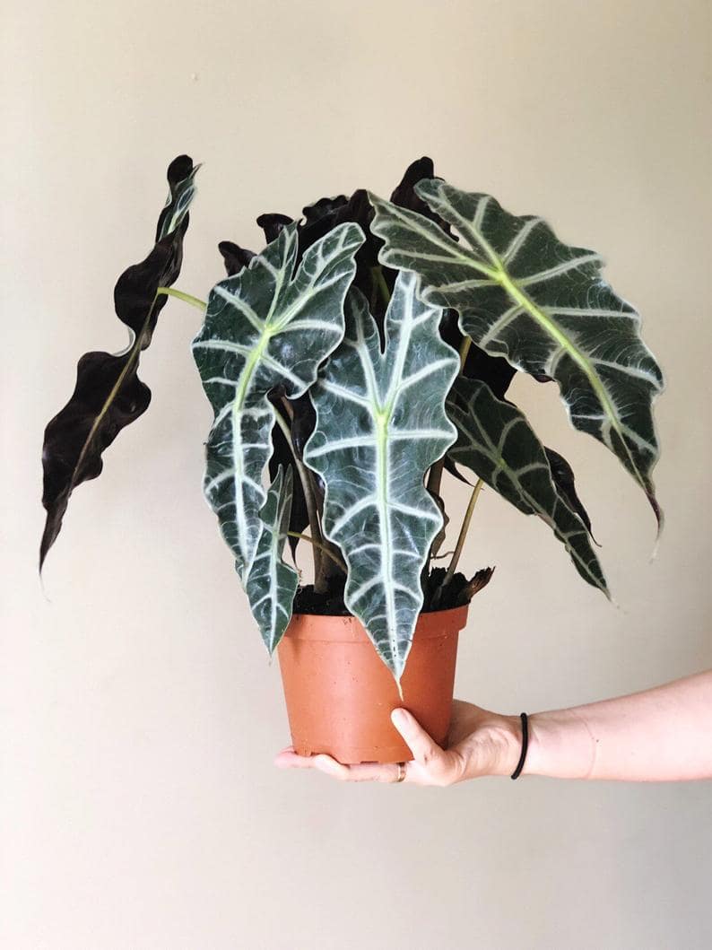 Ini dia! Prediksi Tren Tumbuhan di Tahun 2020