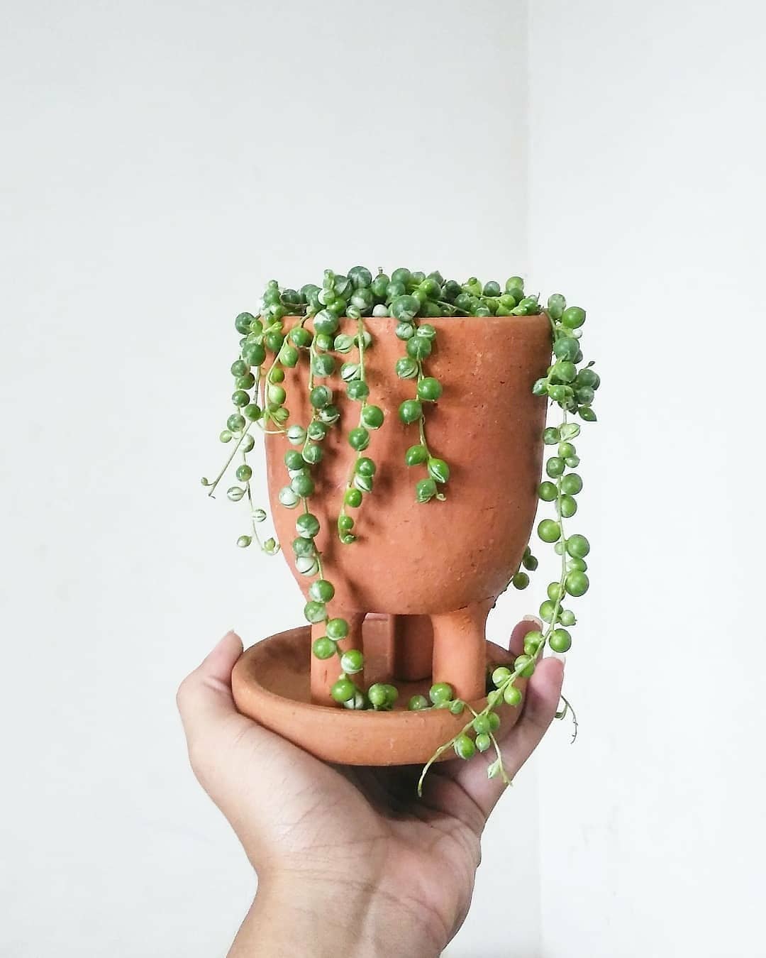 Indoor Plant / Plant Your Plan