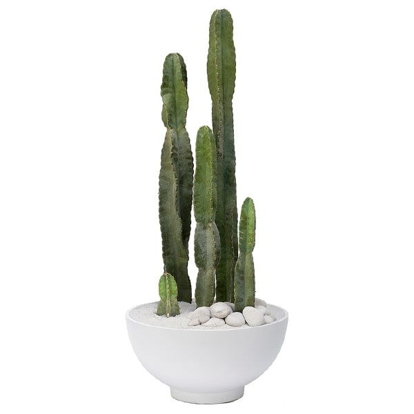 Manfaat Tanaman Kaktus Hias dan Cara Merawatnya