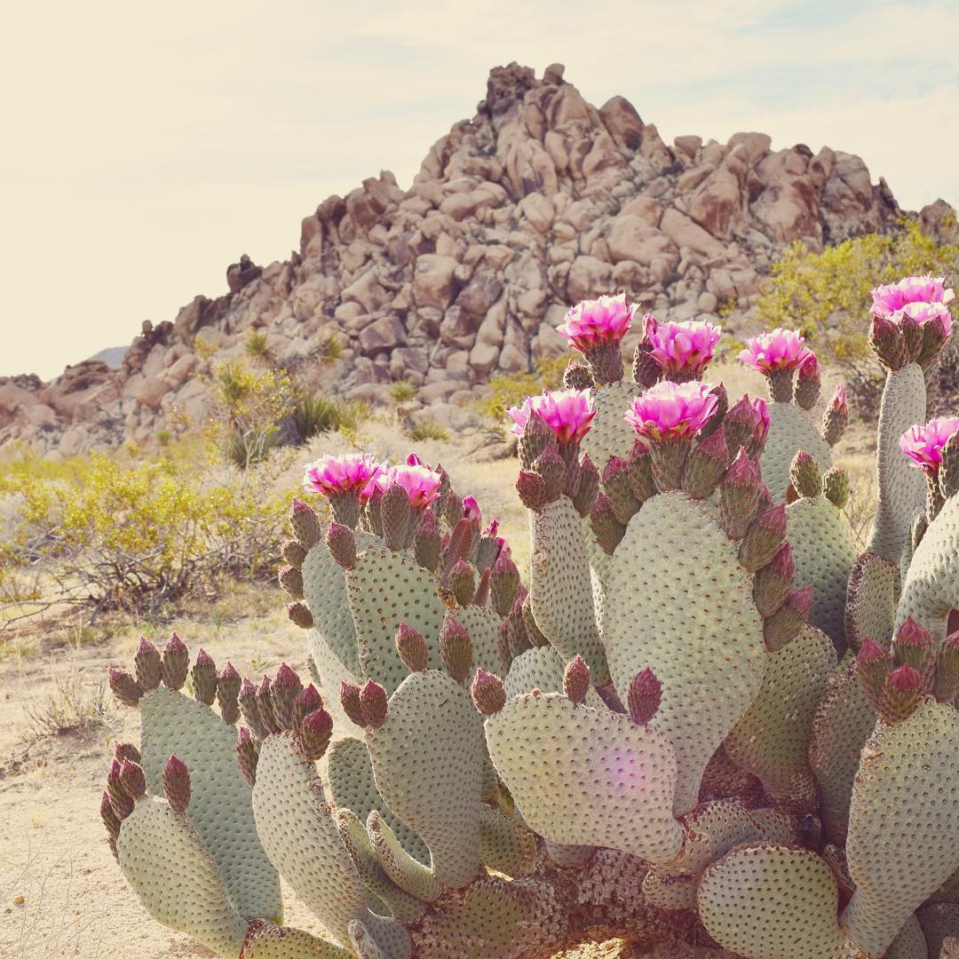 Manfaat Tanaman Kaktus Hias dan Cara Merawatnya