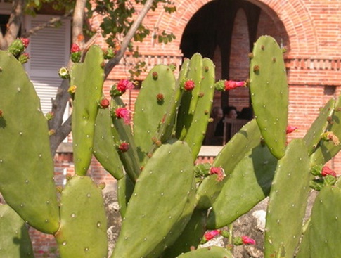 Manfaat Tanaman Kaktus Hias dan Cara Merawatnya