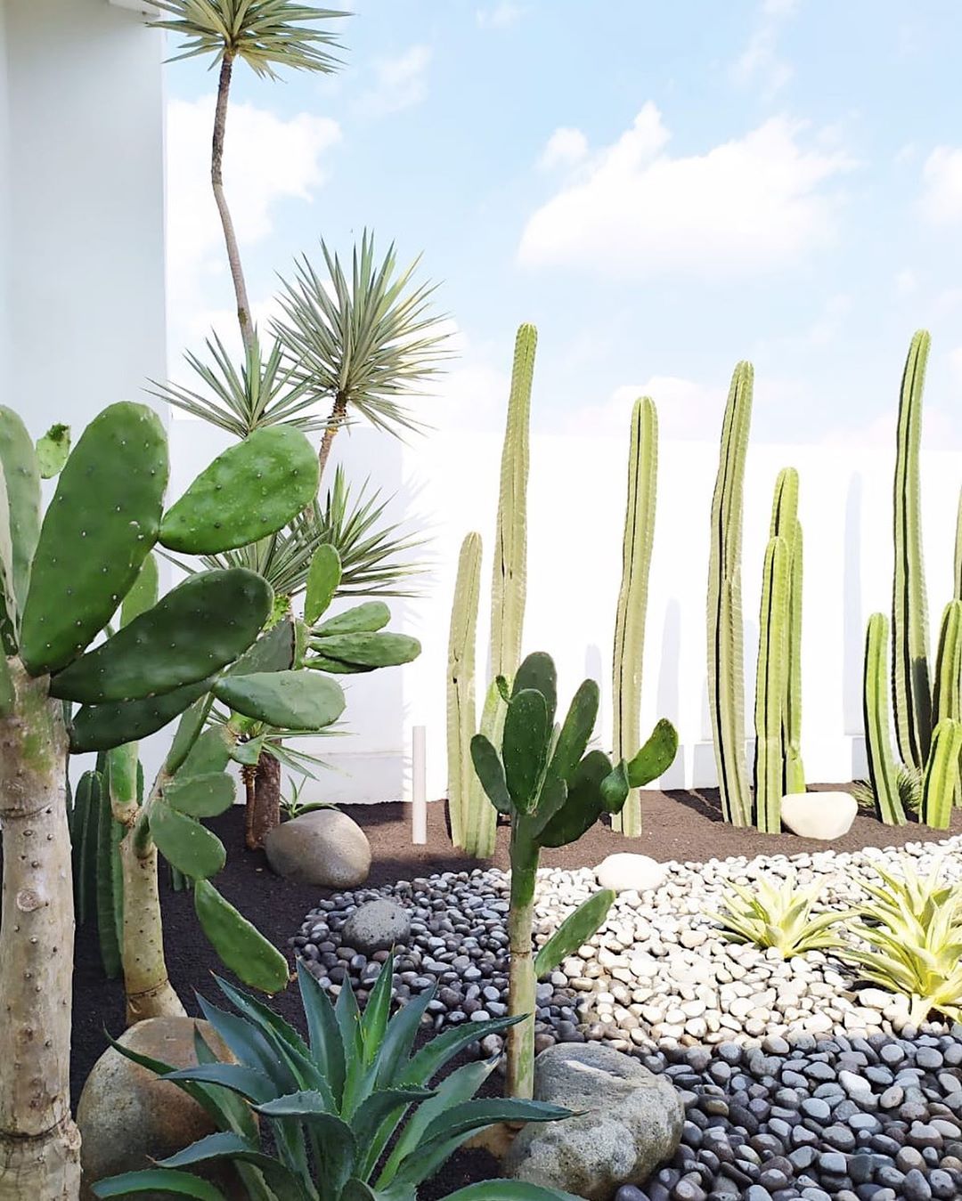 Taman kaktus / Shop with sky