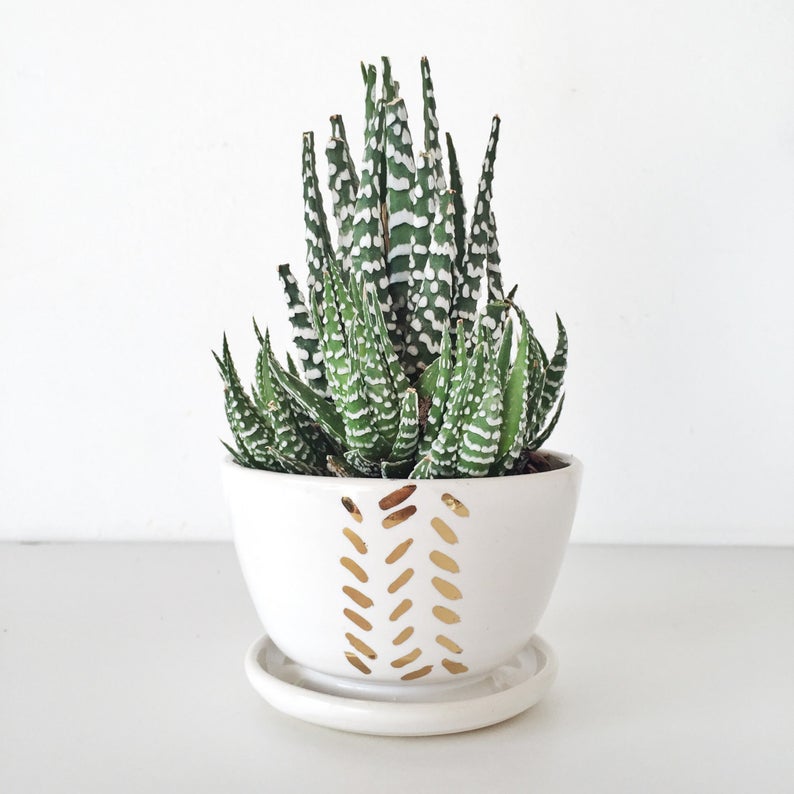 Manfaat Tanaman Kaktus Hias dan Cara Merawatnya