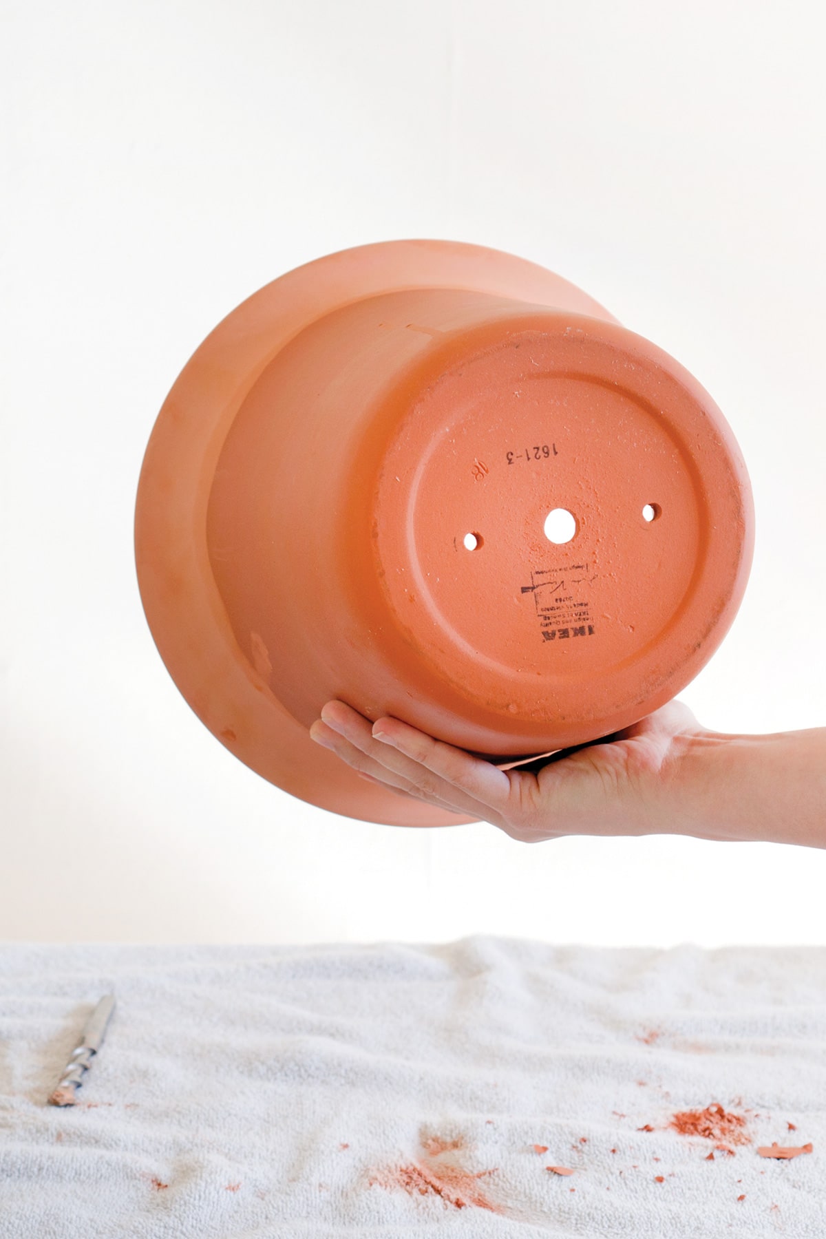 Manfaat Tanaman Kaktus Hias dan Cara Merawatnya