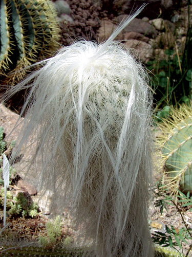 Manfaat Tanaman Kaktus Hias dan Cara Merawatnya