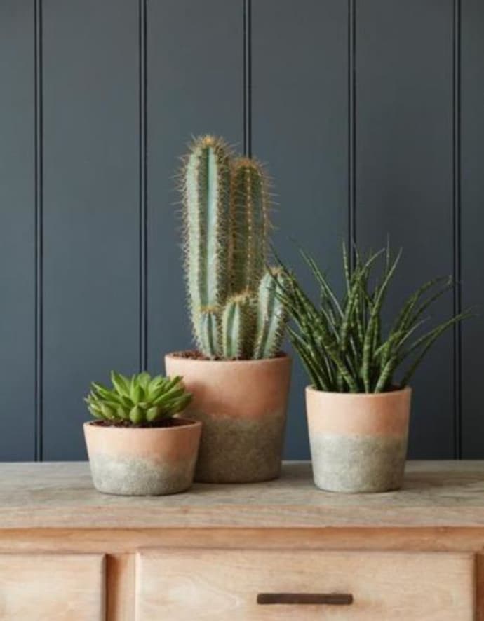 Manfaat Tanaman Kaktus Hias dan Cara Merawatnya