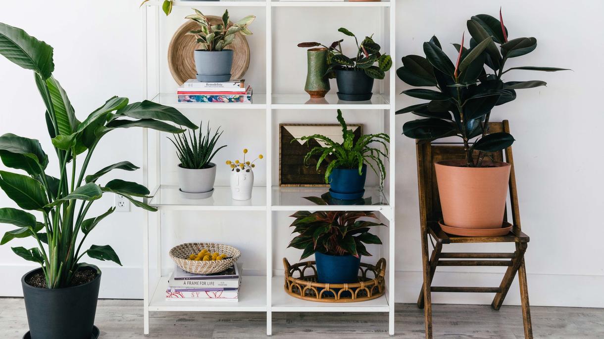 Lakukan Ini Sebelum Membeli Tanaman Hias Pertama Anda!