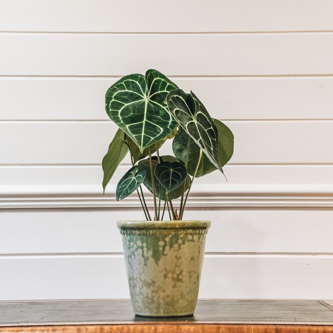 Ini dia! Tanaman Hias yang Cocok untuk Ruang Tamu Anda