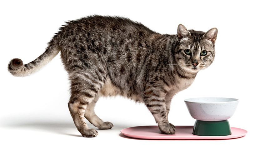 tempat tidur dan tempat makan kucing yang gemas untuk pecinta kucing