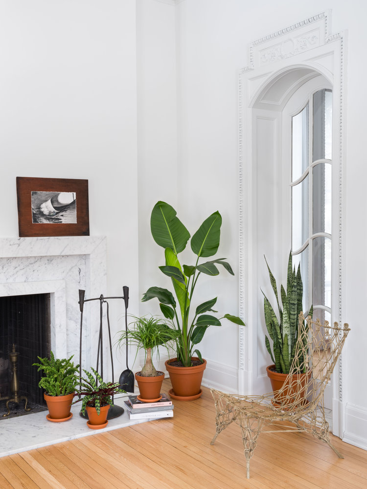 Lakukan Ini Sebelum Membeli Tanaman Hias Pertama Anda!