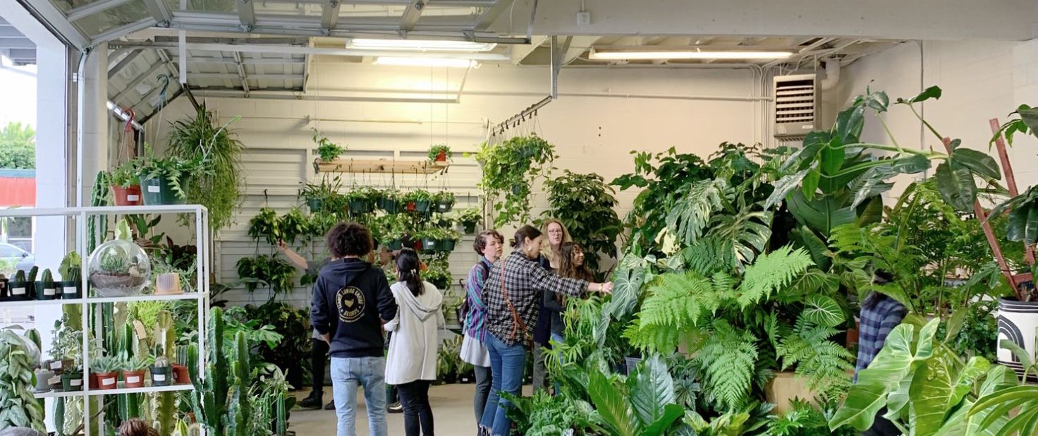 Lakukan Ini Sebelum Membeli Tanaman Hias Pertama Anda!