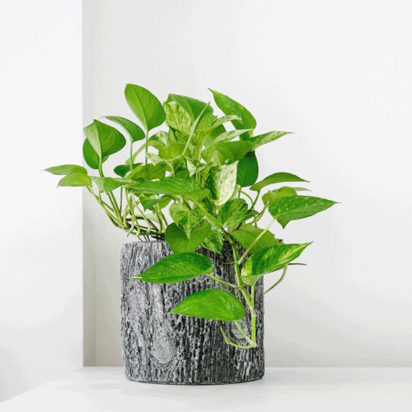 Ini dia! Tanaman Hias yang Cocok untuk Ruang Tamu Anda