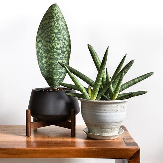 Ini dia! Tanaman Hias yang Cocok untuk Ruang Tamu Anda