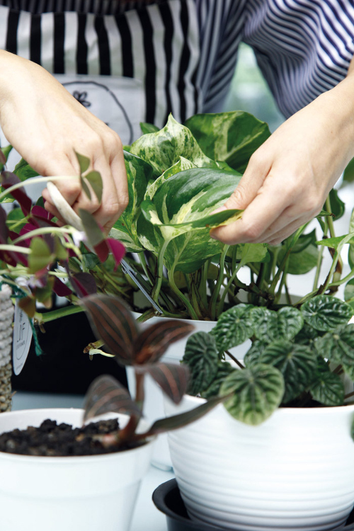 8 Tanaman Ini Mampu Cegah Corona Masuk Ke Dalam Rumah!