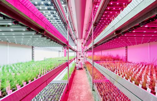 Signify Berhasil Lampaui Target 2020 di Tahun 2019