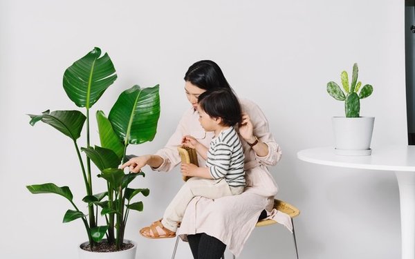 Lakukan Ini Sebelum Membeli Tanaman Hias Pertama Anda!