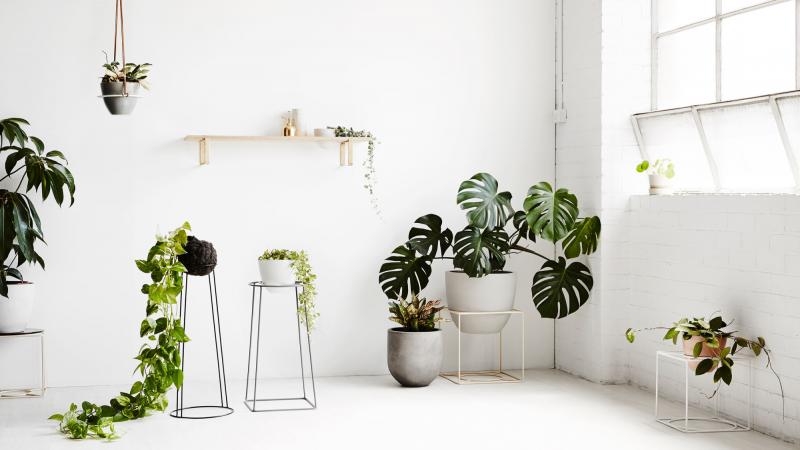 Lakukan Ini Sebelum Membeli Tanaman Hias Pertama Anda!