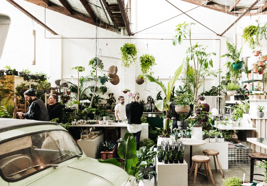 Lakukan Ini Sebelum Membeli Tanaman Hias Pertama Anda!