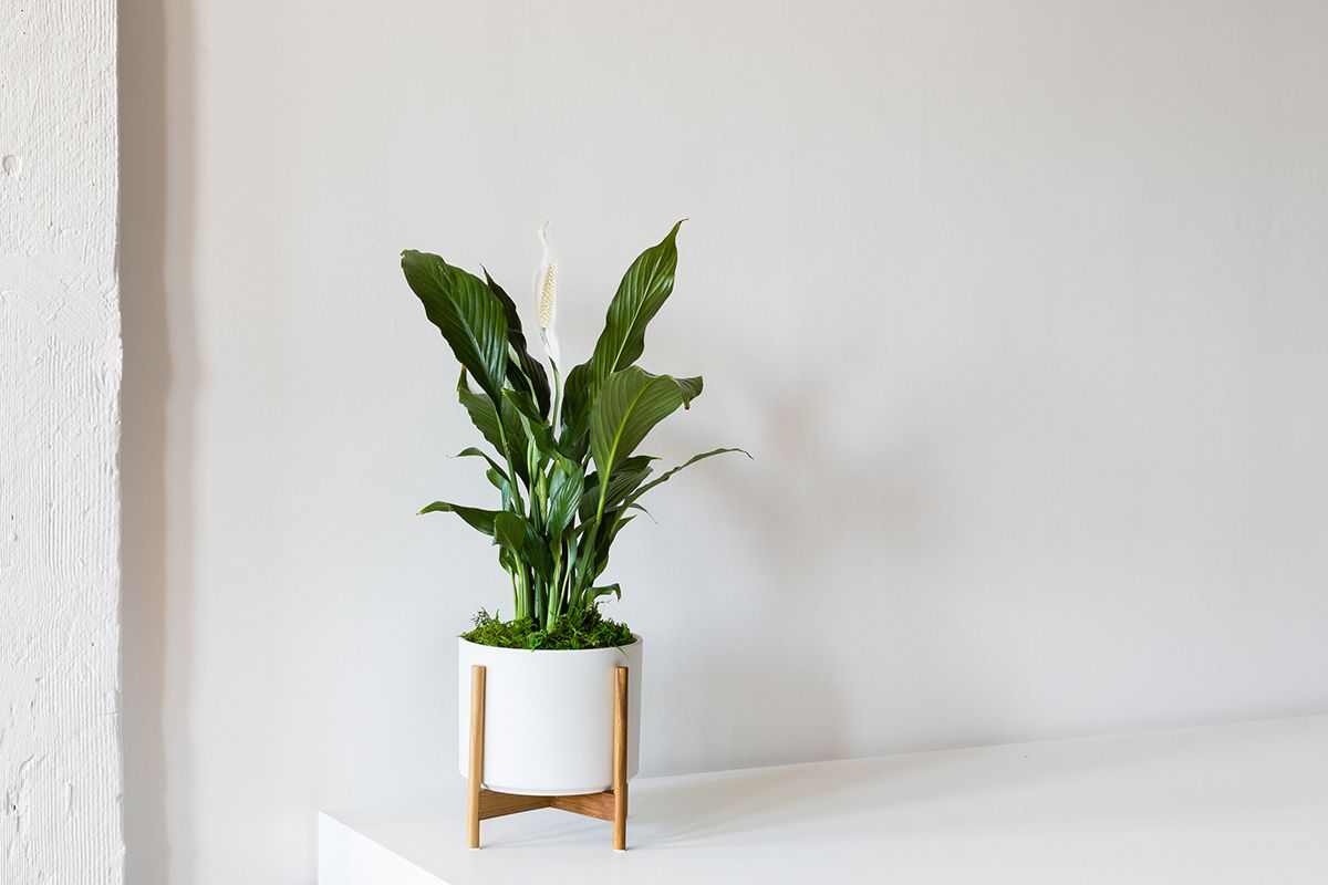 Ini dia! Tanaman Hias yang Cocok untuk Ruang Tamu Anda