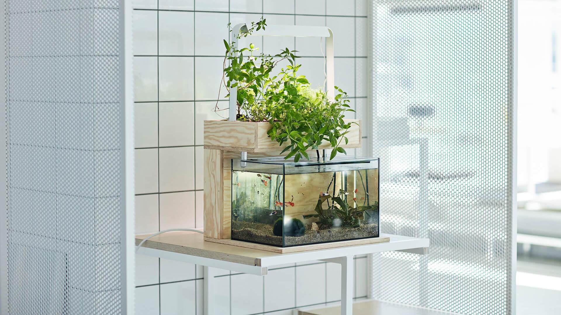 Yuk Buat Akuaponik Versi Anda Sendiri!