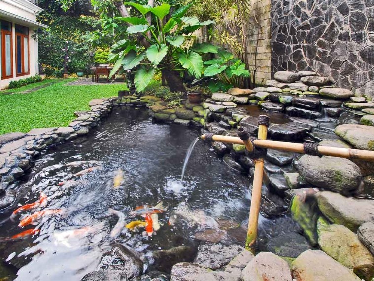 5 Tips Merawat Kolam Ikan Outdoor di Rumah Minimalis