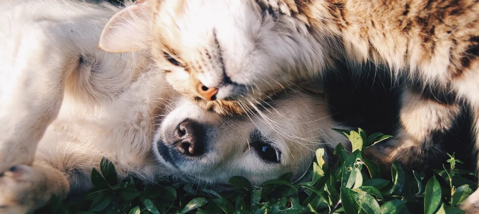 Kota New York Kehabisan Hewan untuk Diadopsi