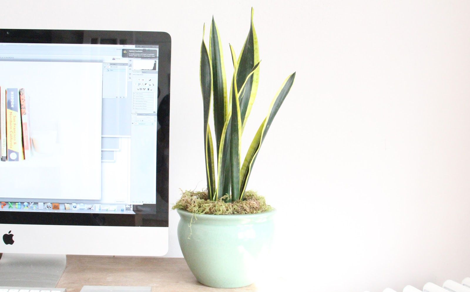 Masih Work From Home? Ayo Refresh Area Bekerja Anda! / Pot tanaman lidah mertua di atas meja kerja / The Charley Girl