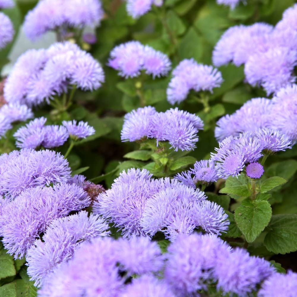 Waspada DBD, ini 6 Tanaman Pengusir Nyamuk