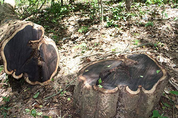 Kayu African Blackwood