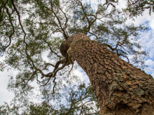 Kayu Terkuat di Dunia. Ada yang Bisa Merusak Kapak!