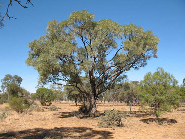 Kayu Gidgee