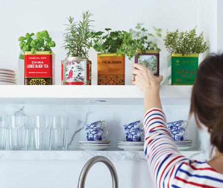 Harus Tahu! 6 Tanaman Hias untuk Tiap Ruangan di Rumah