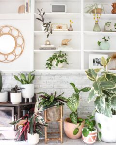 5 Tanaman Hias ini Efektif Bersihkan Udara Dalam Rumah