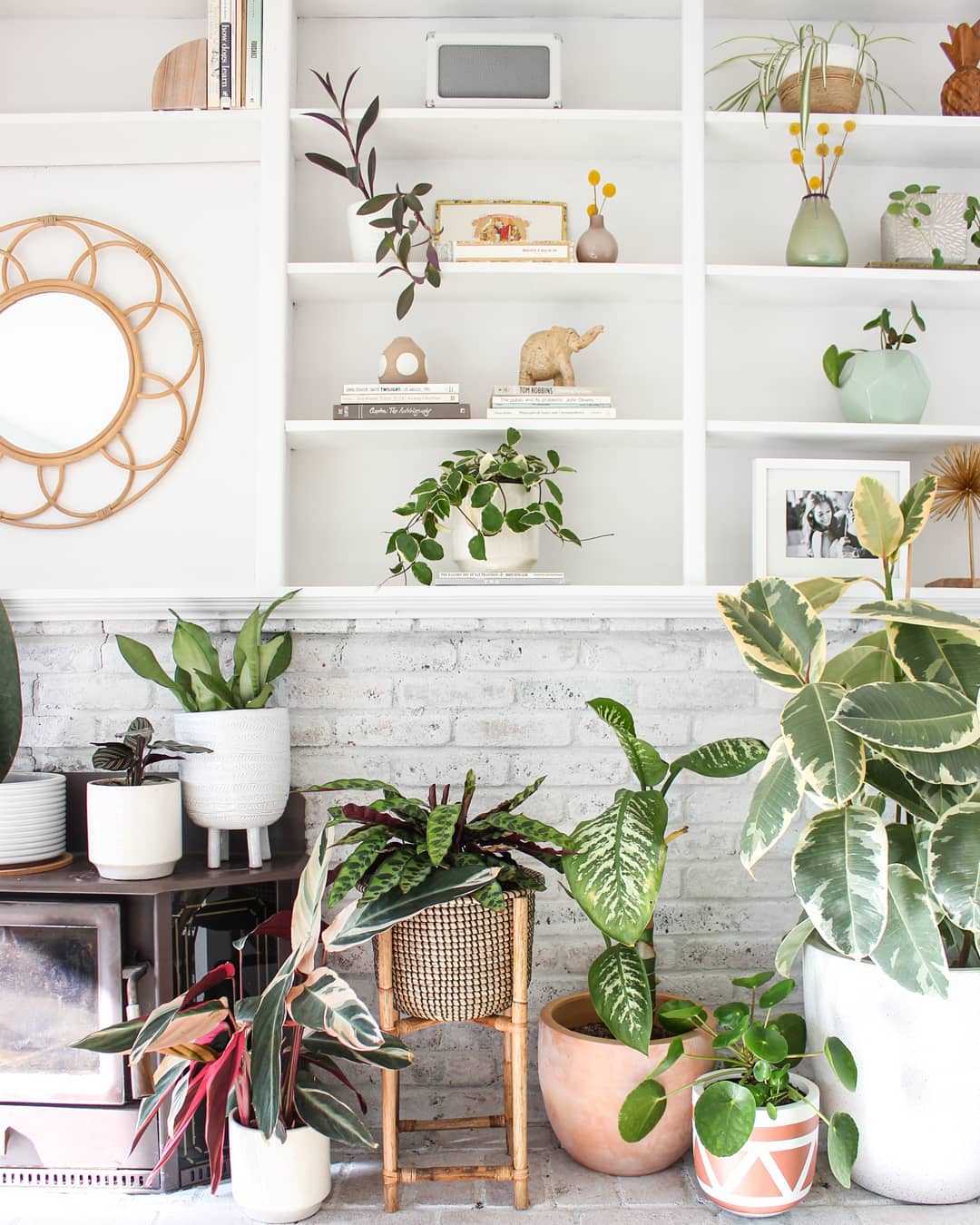 5 Tanaman Hias ini Efektif Bersihkan Udara Dalam Rumah