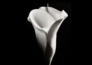 Bentuk Armchair Elegan Ini Menyerupai Bunga Lili?