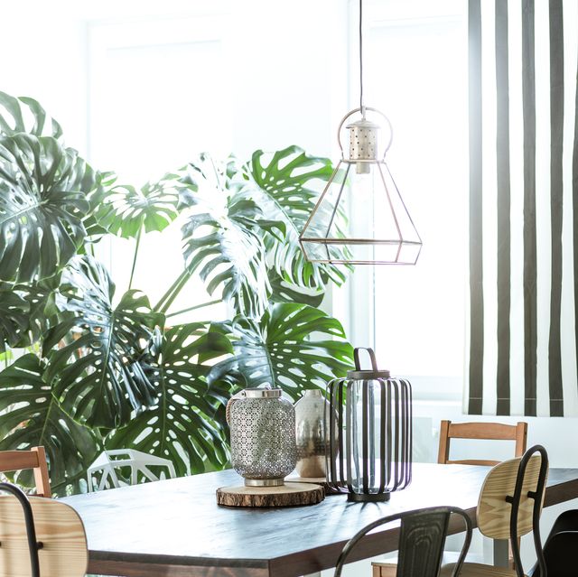 Harus Tahu! 6 Tanaman Hias untuk Tiap Ruangan di Rumah