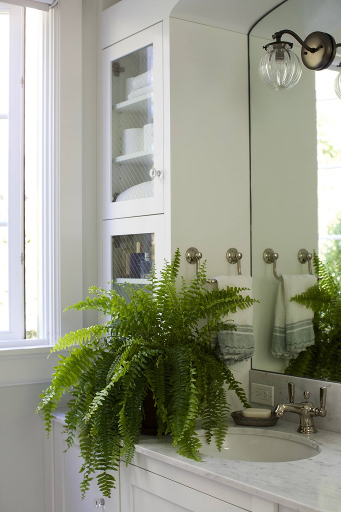 Harus Tahu! 6 Tanaman Hias untuk Tiap Ruangan di Rumah