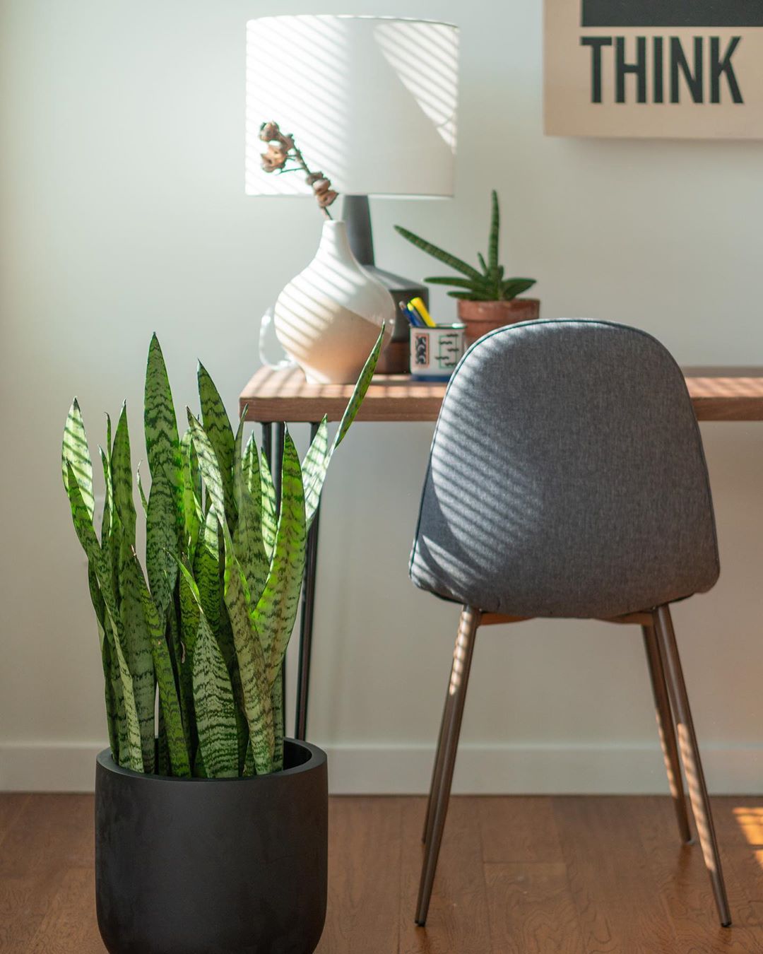 Harus Tahu! 6 Tanaman Hias untuk Tiap Ruangan di Rumah