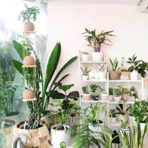 Ini Dia 8 Toko Tanaman Lokal untuk Pecinta Tanaman Hias