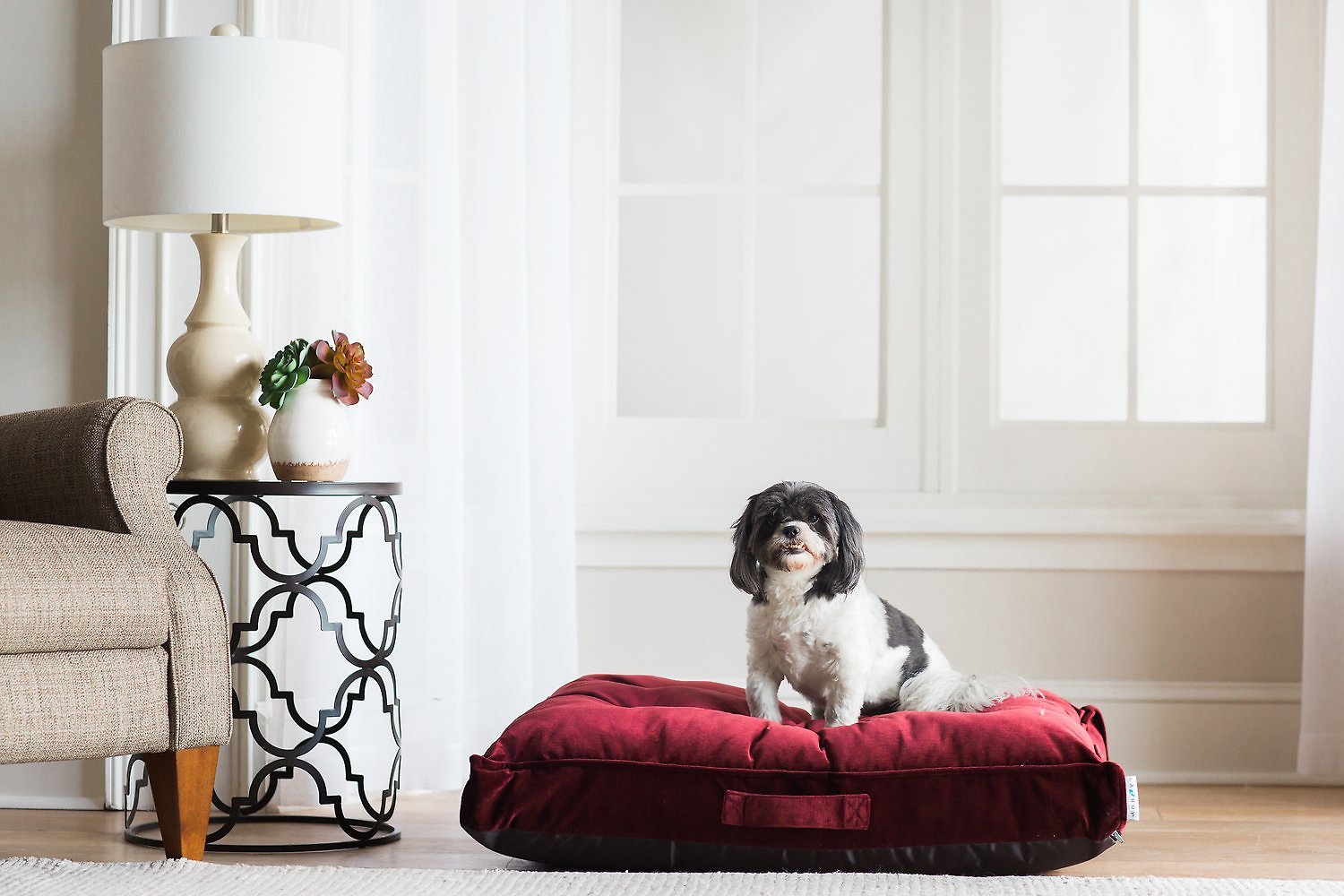 Manjakan Anjing dan Kucing Anda dengan 6 Produk Ini / Chewy 4