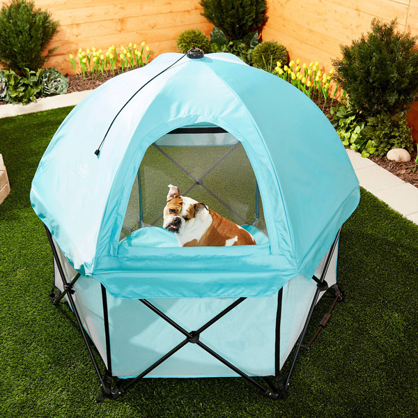 Manjakan Anjing dan Kucing Anda dengan 6 Produk Ini / Chewy 3