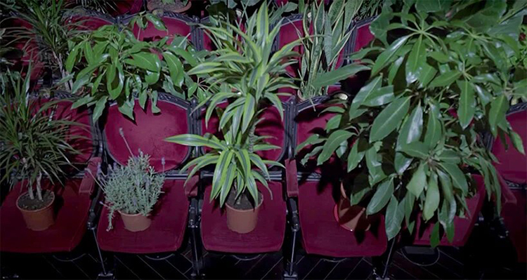 2.292 Tanaman Jadi Penonton Konser Di Barcelona