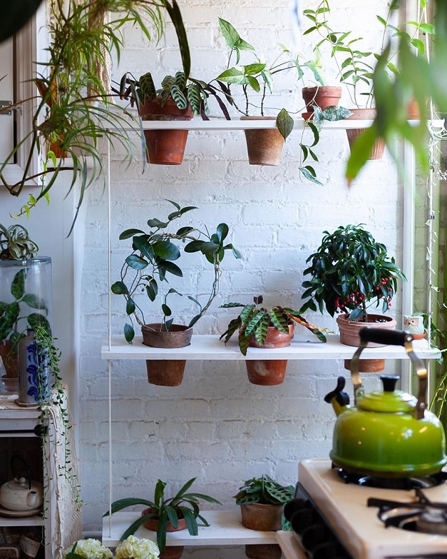 Harus Tahu! 6 Tanaman Hias untuk Tiap Ruangan di Rumah